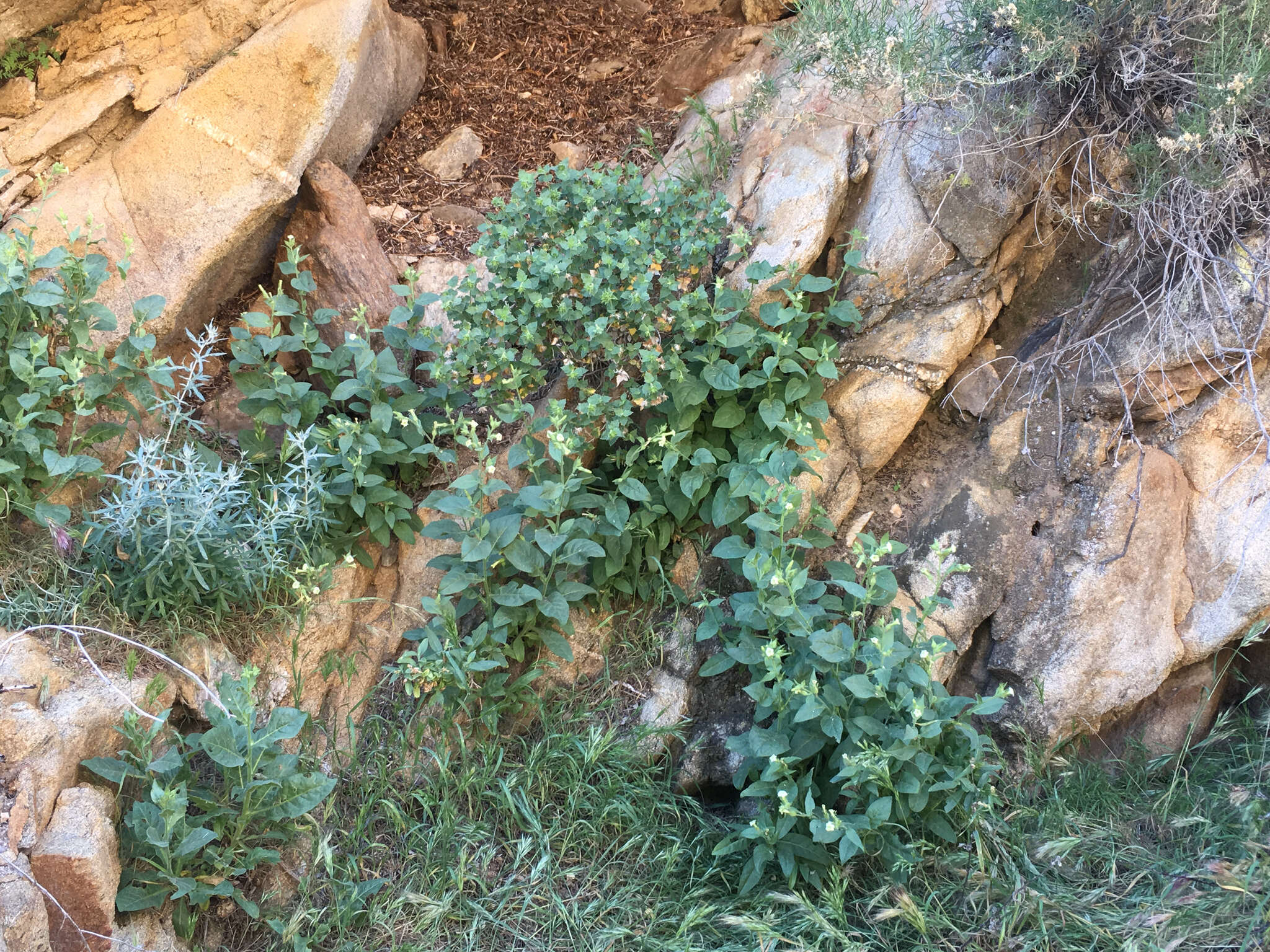 Image of desert tobacco,