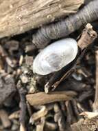 Image of Long Fingernail Clam