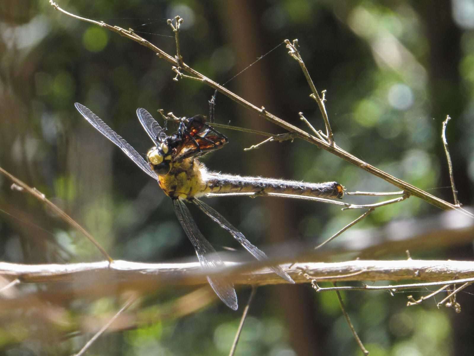 Image of Chilean Petaltail