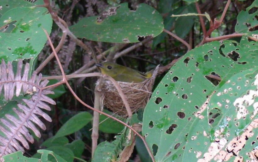 Image of Orange-collared Manakin