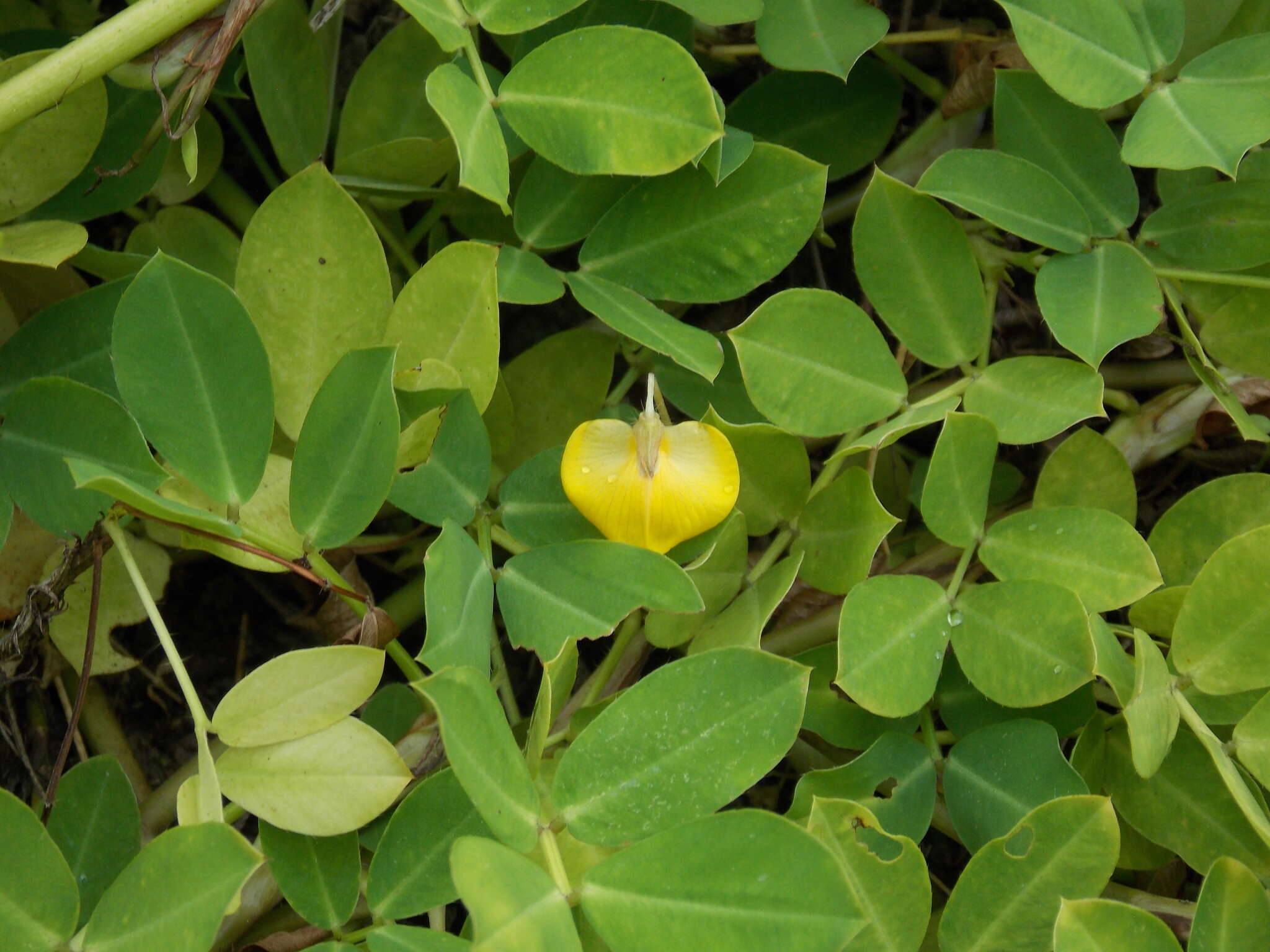 Sivun Arachis glabrata Benth. kuva