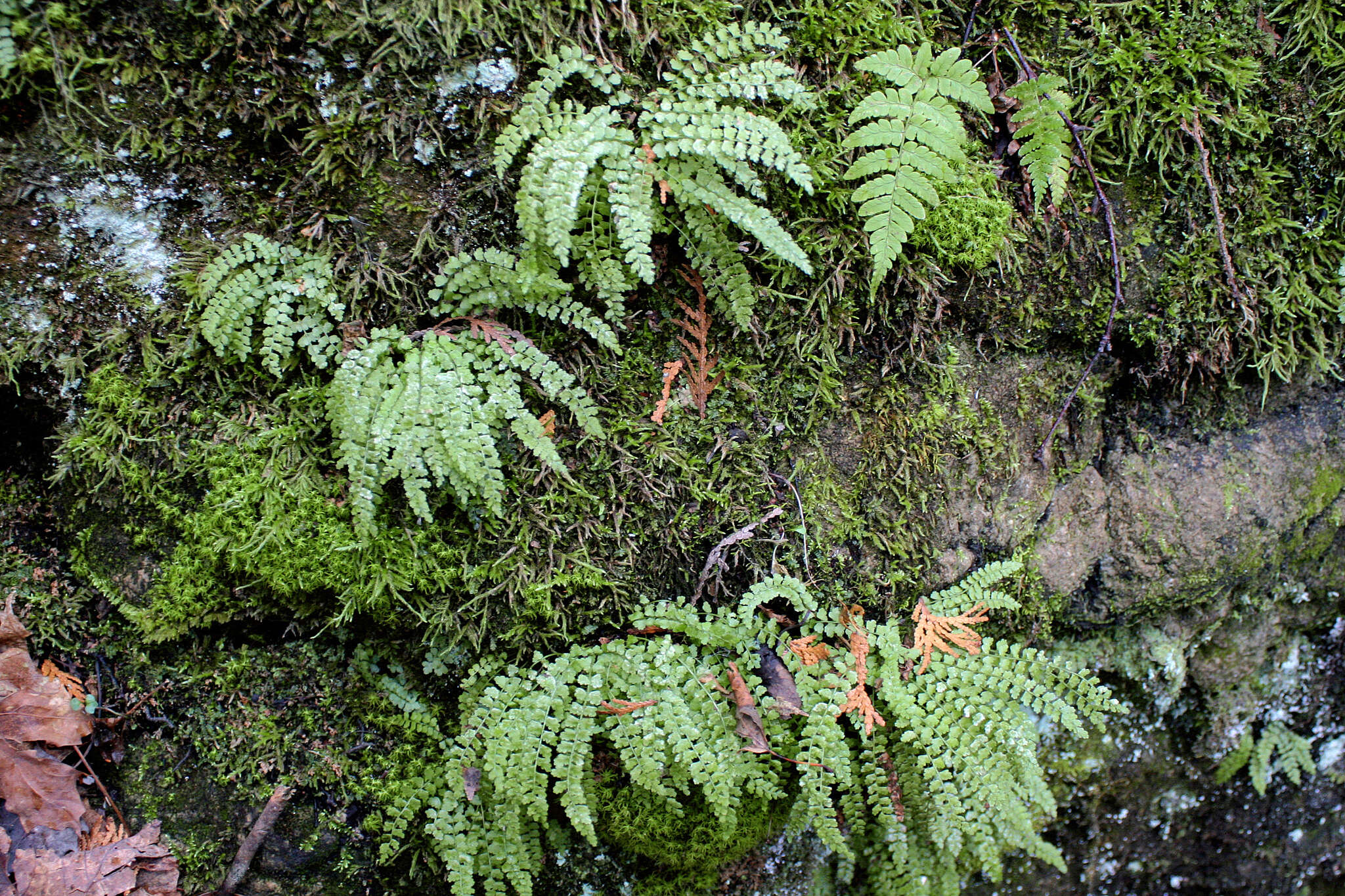 Image of Green Spleenwort