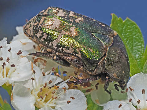 Image of Protaetia (Potosia) cuprea metallica (Herbst 1782)