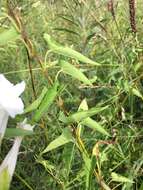 Image of Hedge False Bindweed