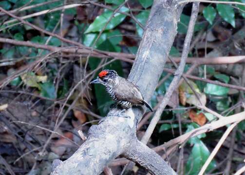 Image of White-barred Piculet