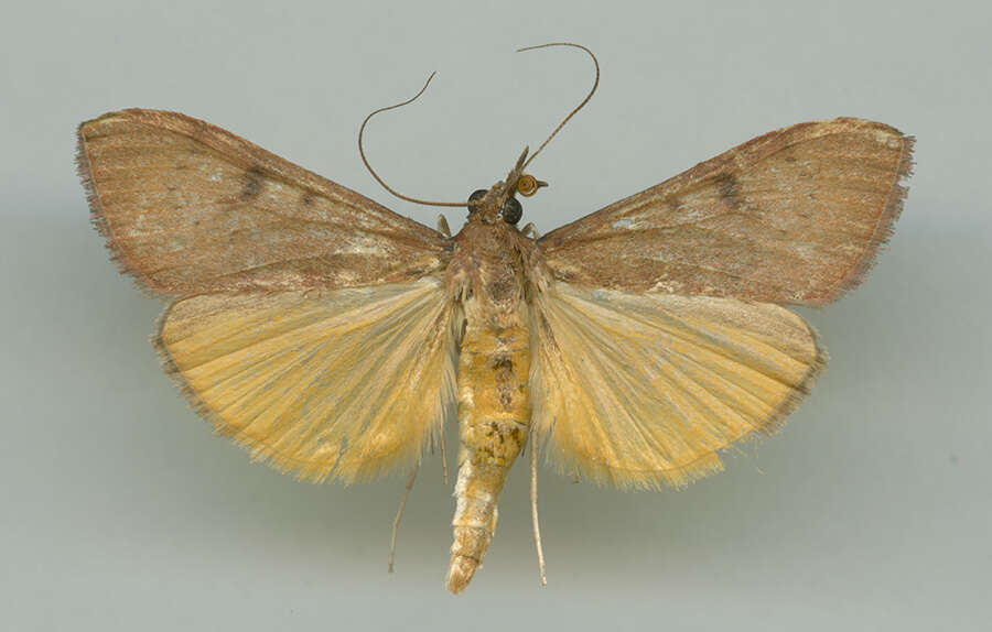 Image de Uresiphita reversalis Guenée 1854