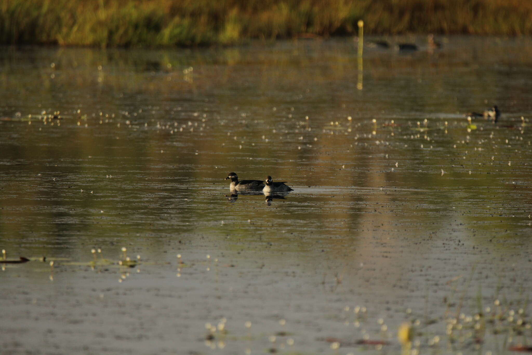 Image of Green Pygmy Goose