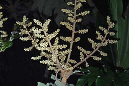 Image of tetrapanax