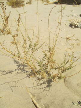 Image of Cleome foliosa DC.