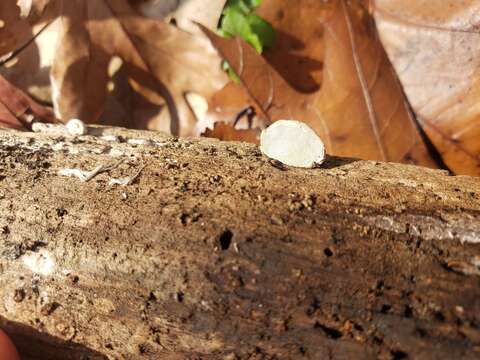 Image of Perenniporia ohiensis (Berk.) Ryvarden 1972