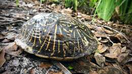 Image of Florida box turtle