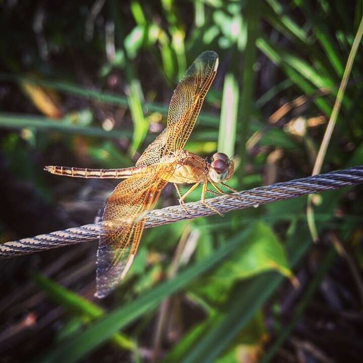 Neurothemis stigmatizans (Fabricius 1775) resmi