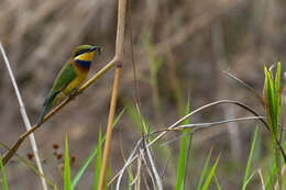 Image of Blue-breasted Bee-eater