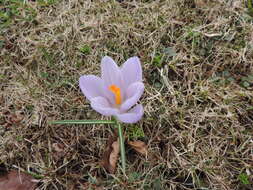 Image of Crocus neapolitanus (Ker Gawl.) Loisel.