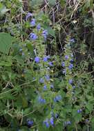 Image of Salvia longispicata M. Martens & Galeotti