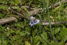 Image of Bellevalia hyacinthoides (Bertol.) K. Perss. & Wendelbo