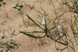 Image of Colchicum laetum Steven