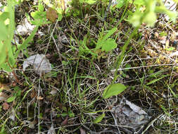 Image of Green Woodland Orchid