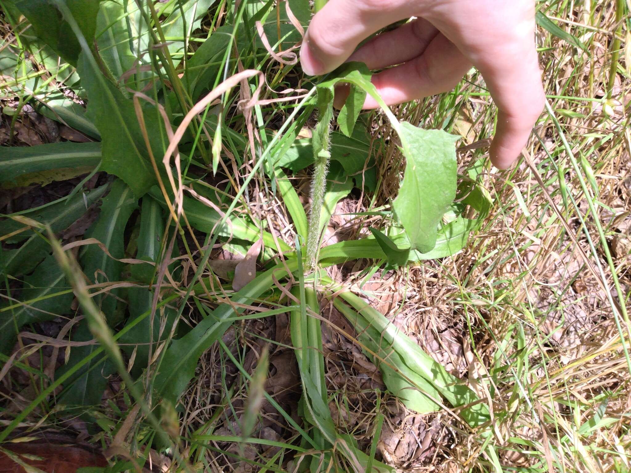 صورة Hypochaeris chillensis (Kunth) Britt.