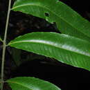 Image de Meniscium macrophyllum Kunze