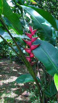 Image of Dwarf Jamaican Heliconia