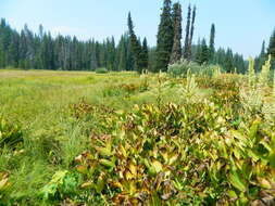 صورة Veratrum californicum var. caudatum (A. Heller) C. L. Hitchc.