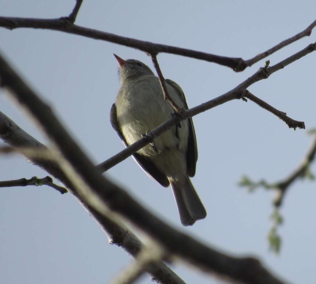 Image of Northern Beardless Tyrannulet