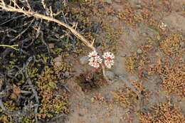 Image of Crassula alpestris subsp. alpestris