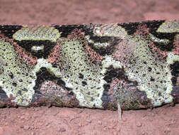 Image of Rhinoceros Viper