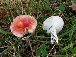 Image of Russula subtilis Burl. 1924