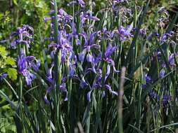 Image of Blue Iris