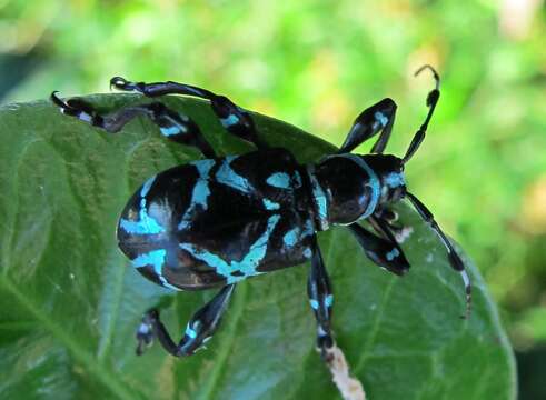 Image of Doliops similis Miwa & Mitono 1933