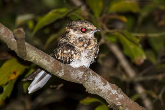 Image of Ladder-tailed Nightjar