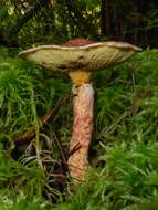 Image of Clinton’s boletus