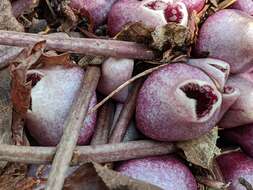 Image of North Fork heartleaf