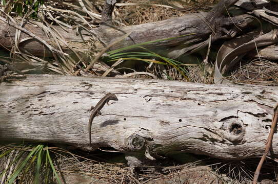 Image of Spotted Skink