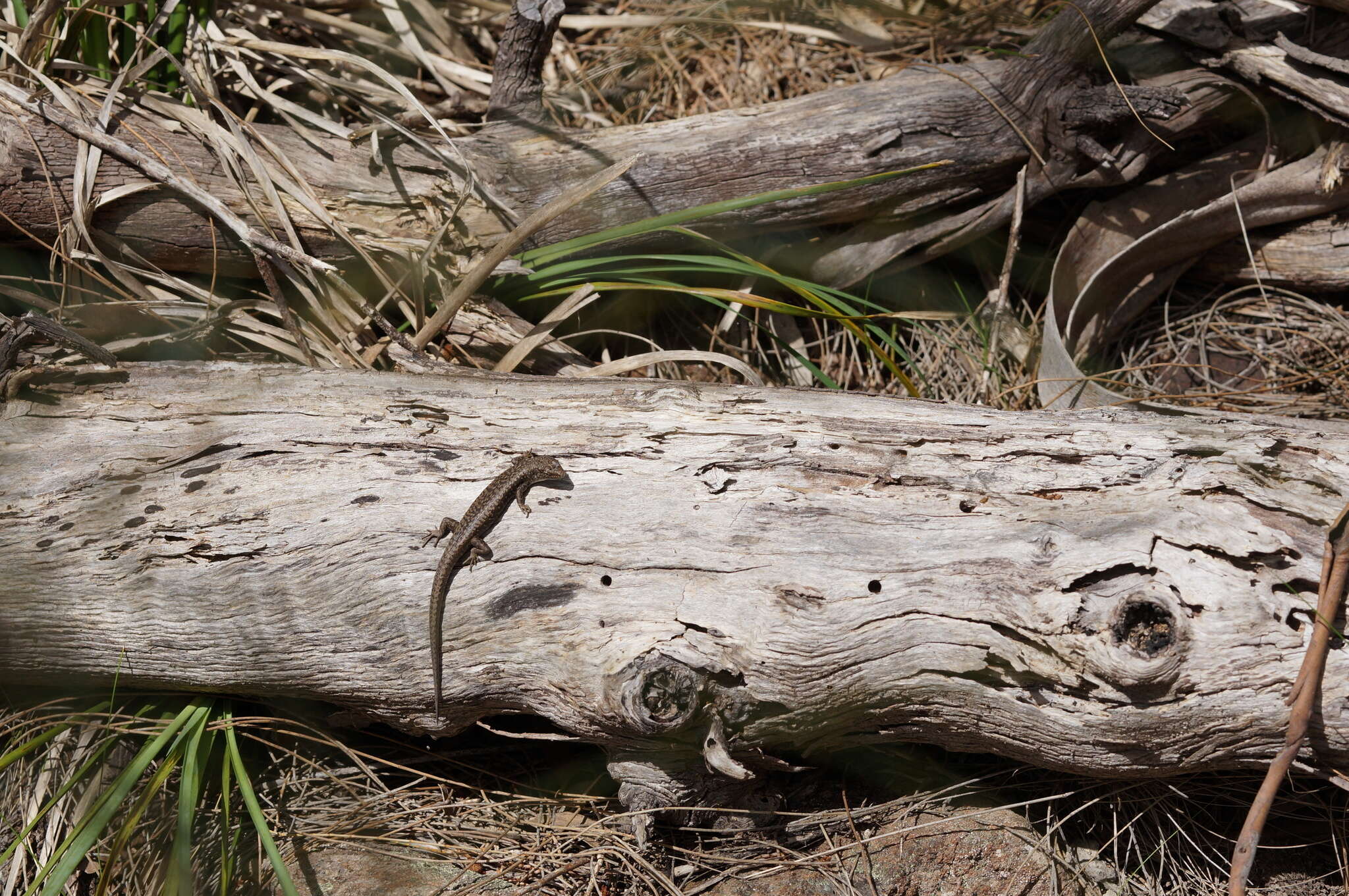 Image of Spotted Skink