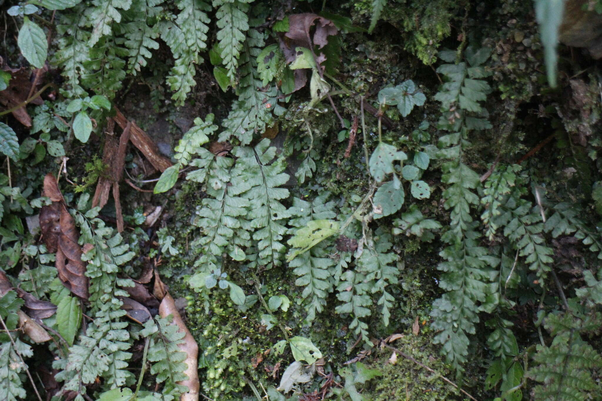 Hymenasplenium adiantifrons (Hayata) Viane & S. Y. Dong resmi