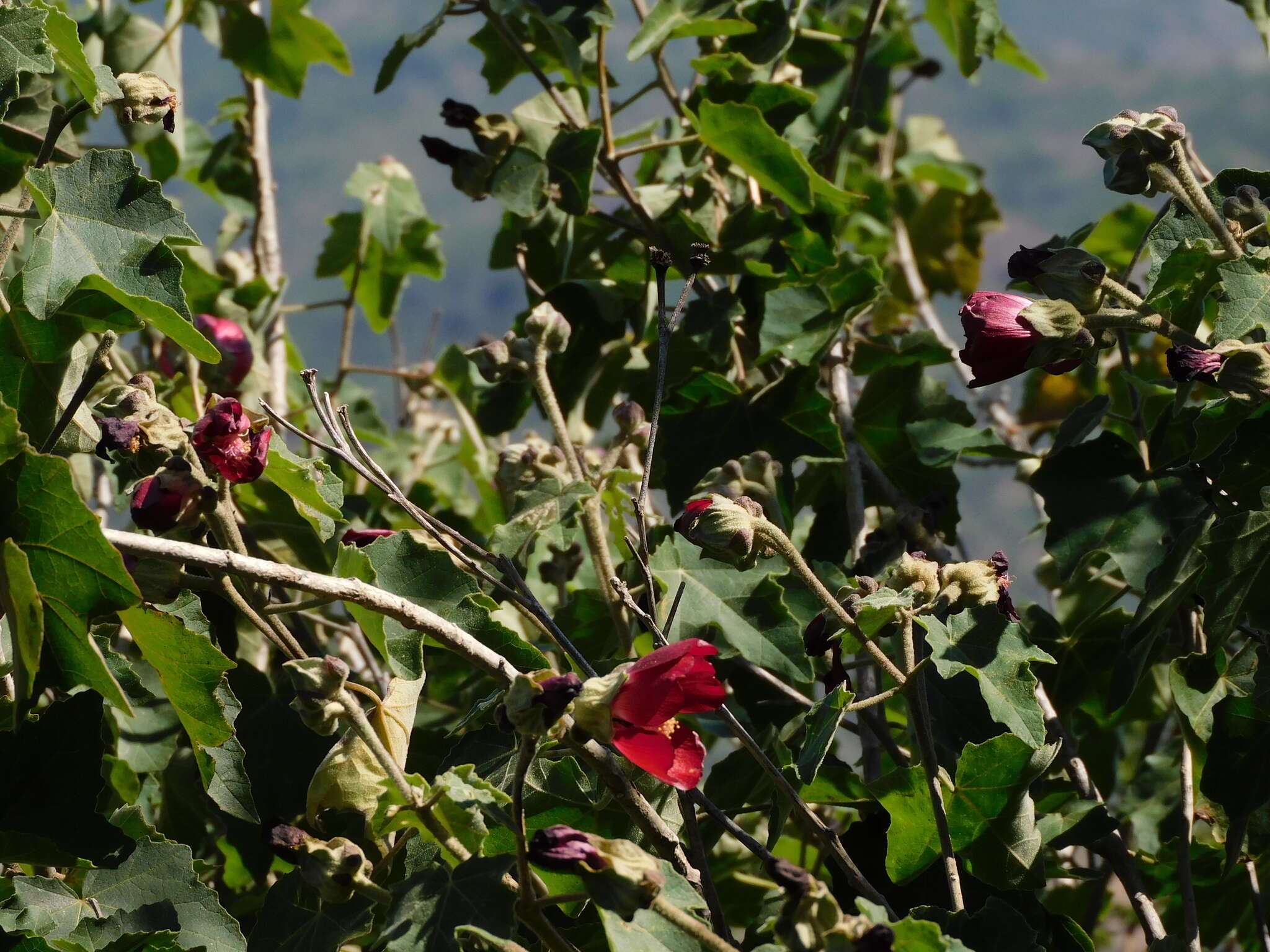 Phymosia umbellata (Cav.) Kearney的圖片