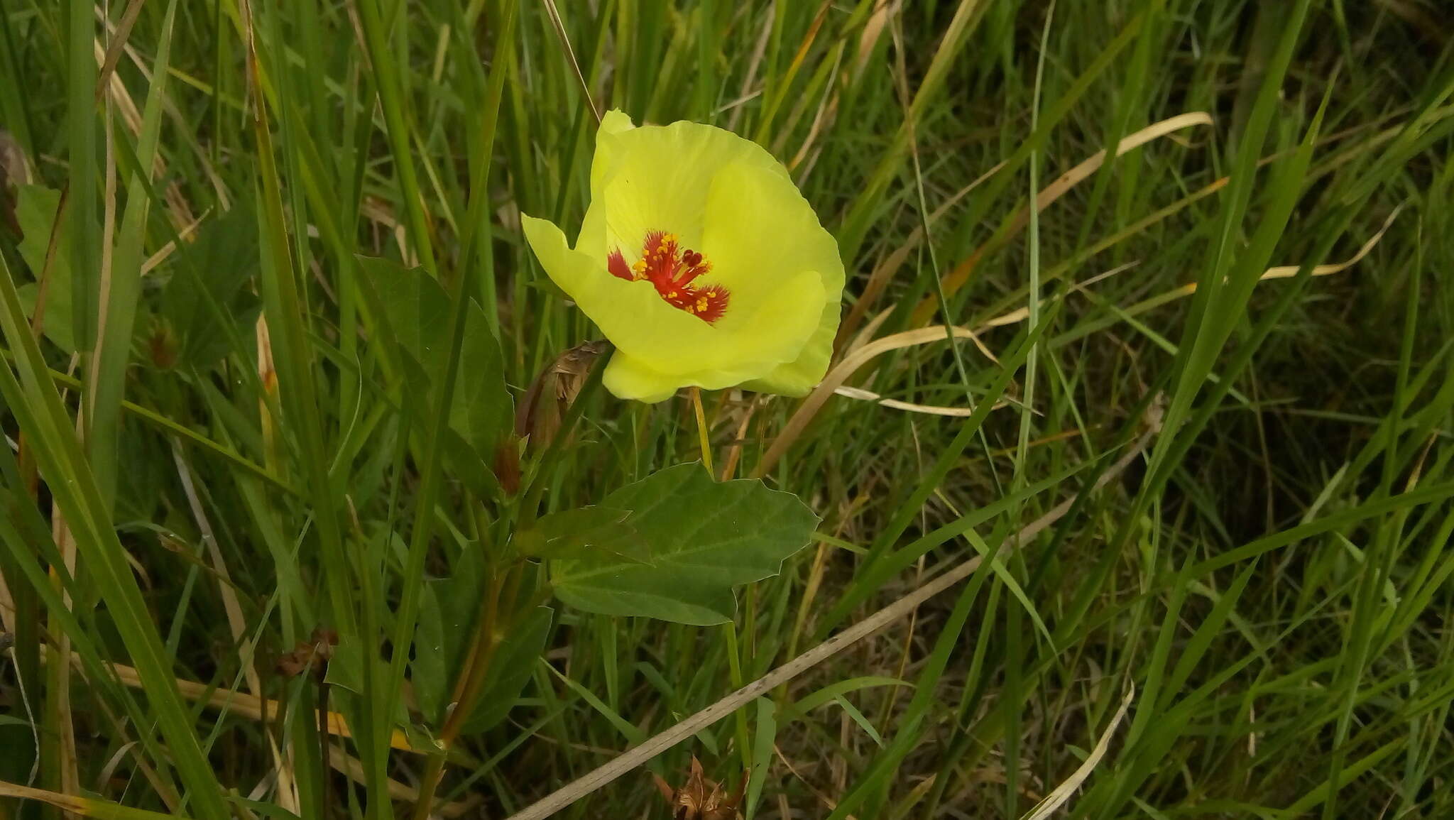 Image of yellow flymallow