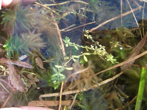 Image of three-petal bedstraw