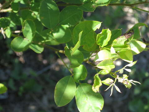 Image of bicolor lespedeza