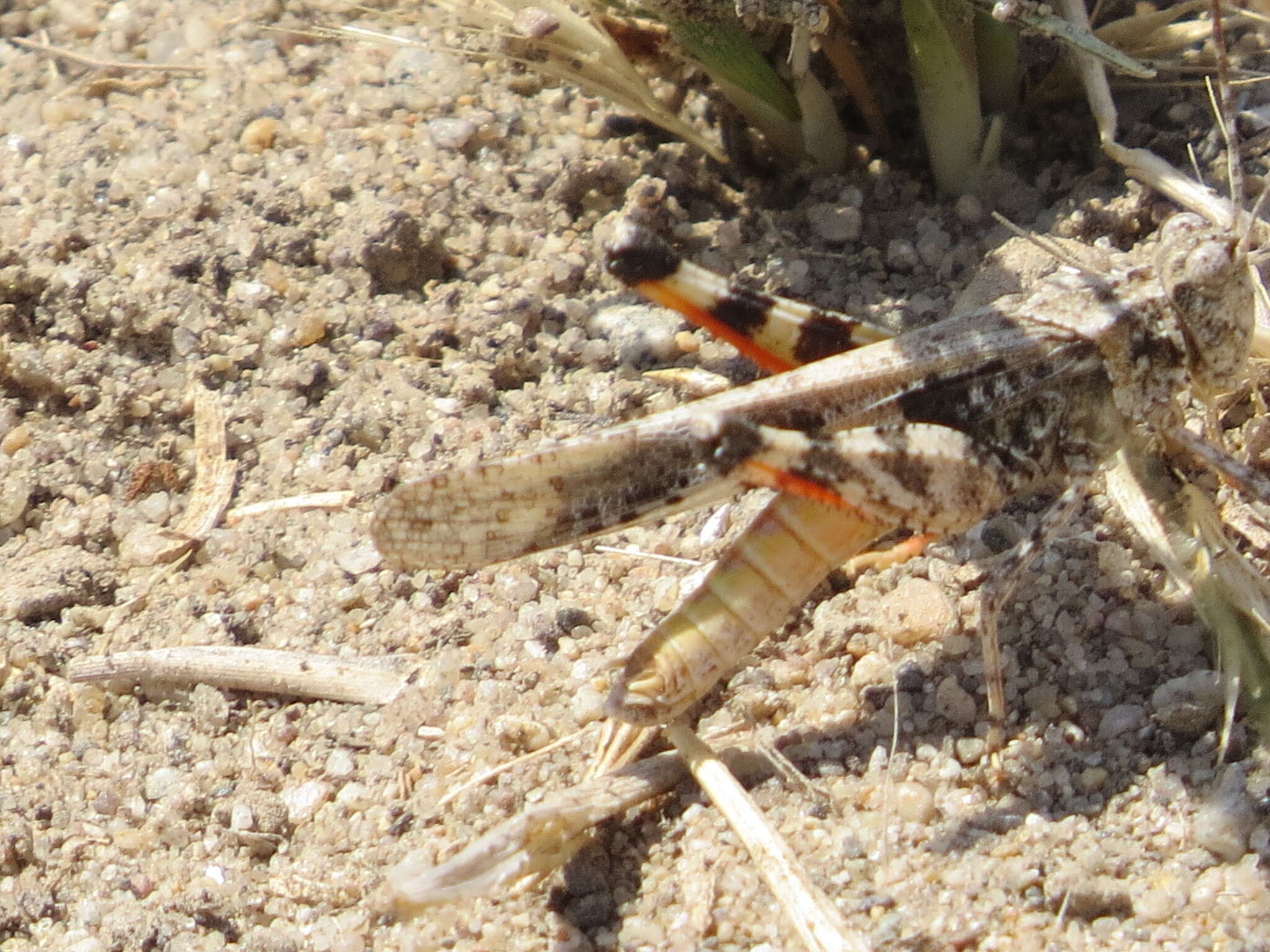 Image of Groove-headed Grasshopper