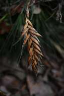 Image de Tillandsia tricolor Schltdl. & Cham.