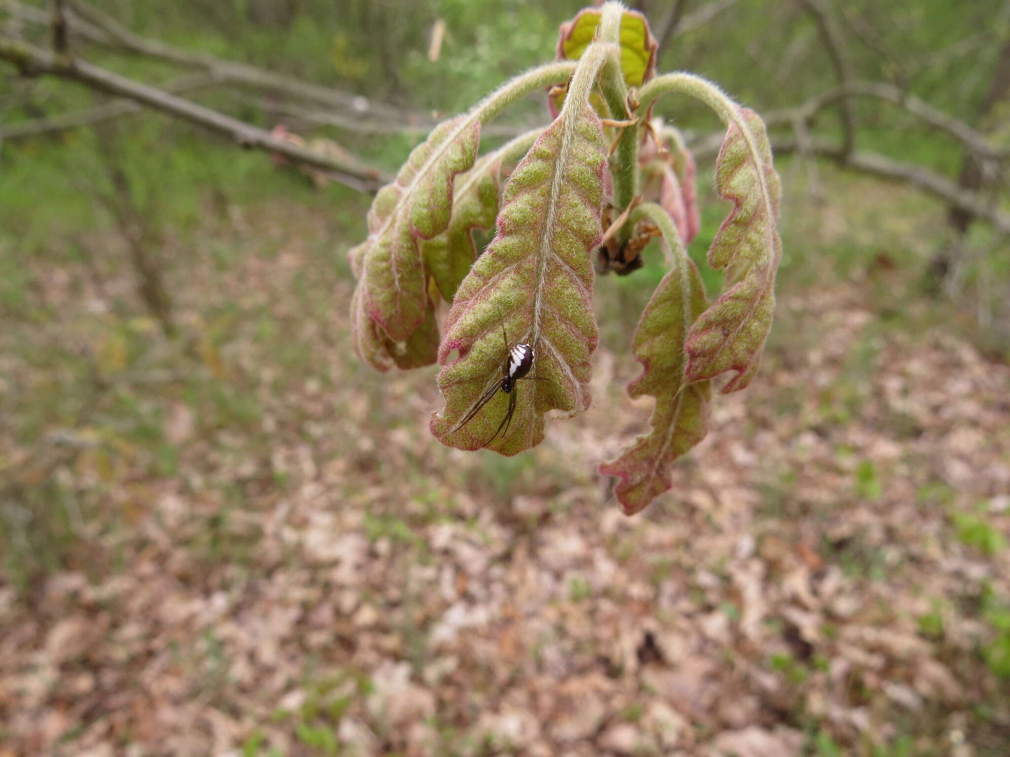 Frontinella pyramitela (Walckenaer 1841)的圖片