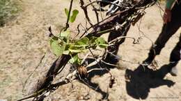 Image of Aristolochia taliscana Hook. & Arn.