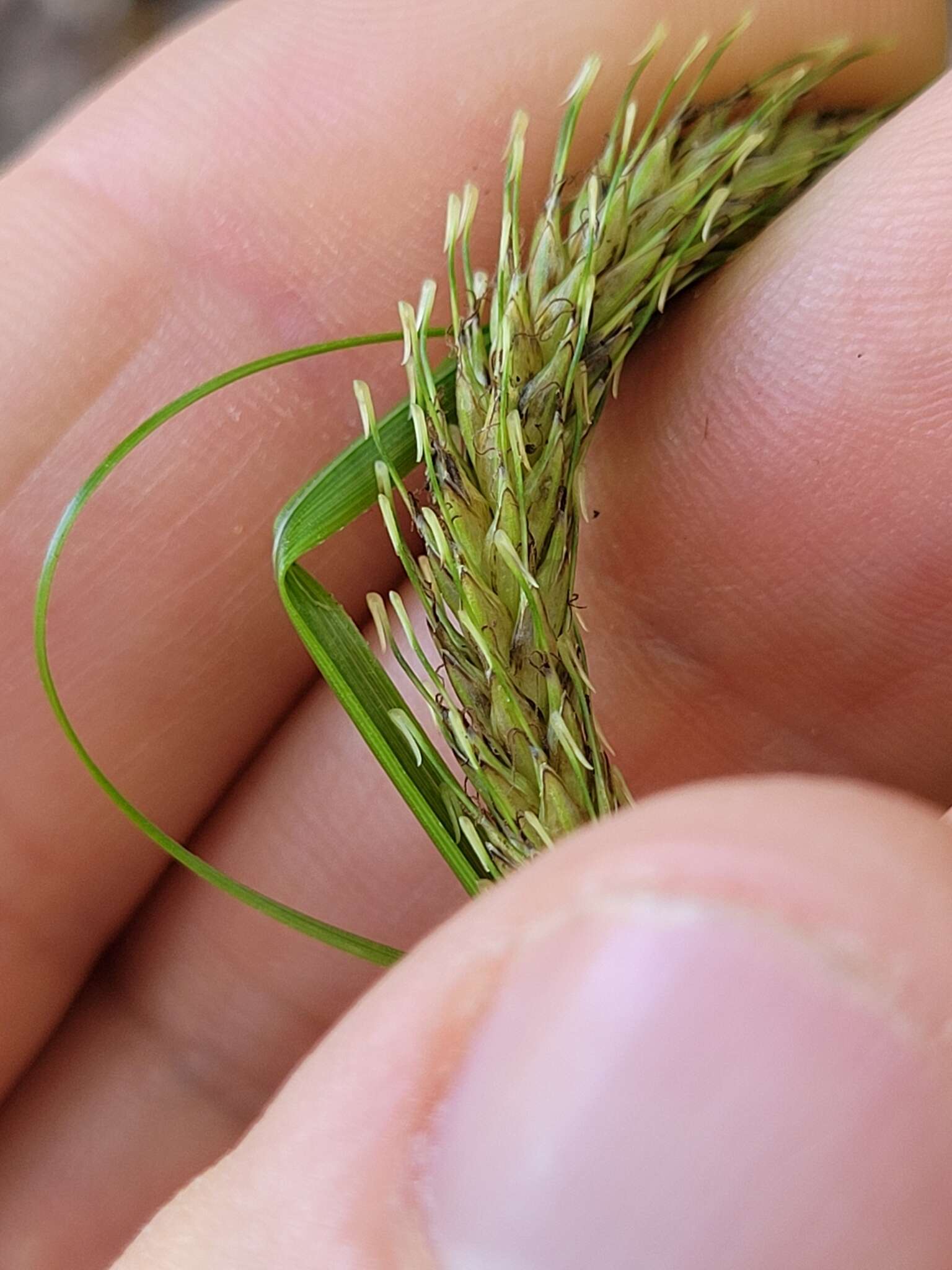 Image of Carex corynoidea K. A. Ford