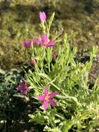 Image of Buckley's Mountain-Pink