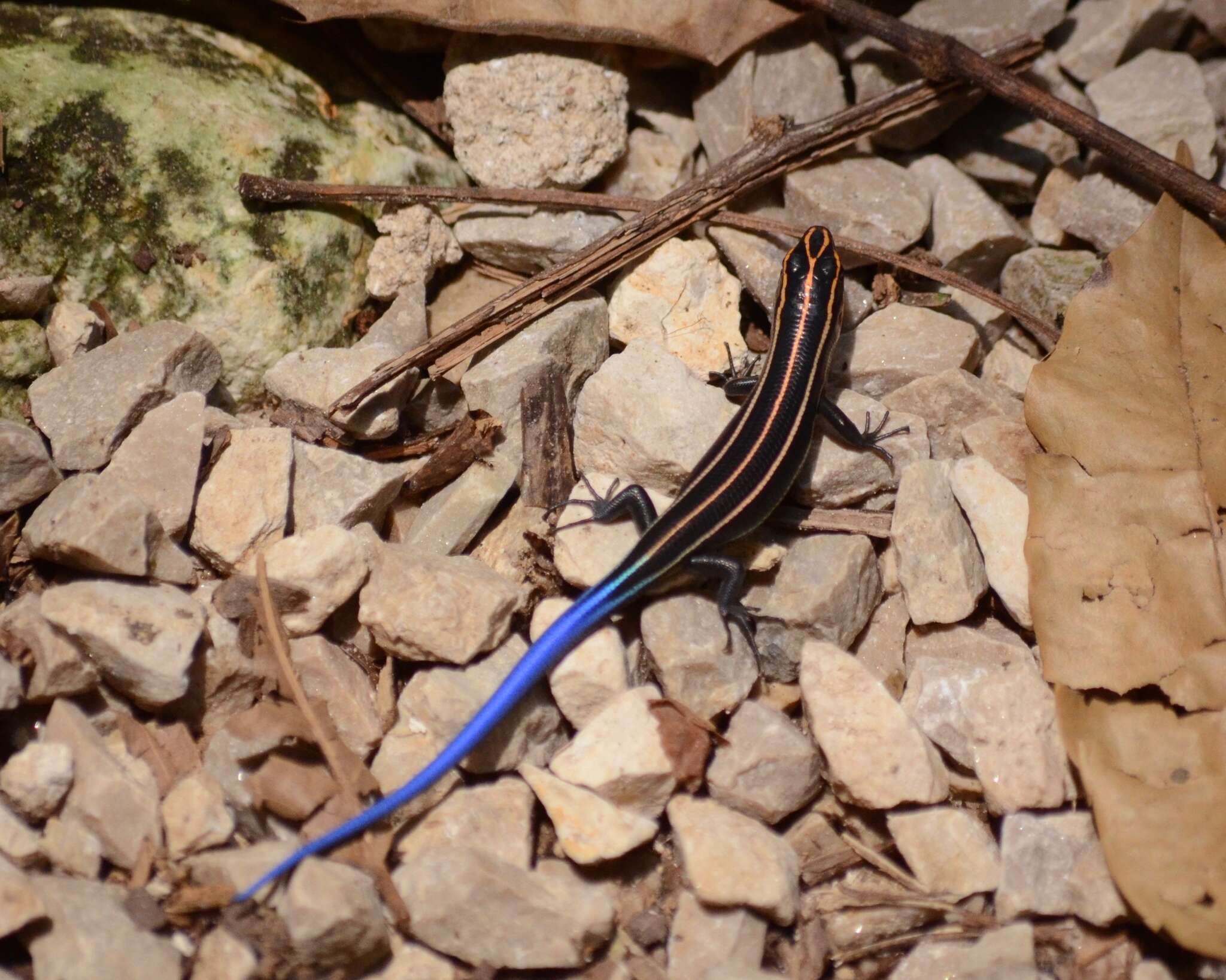 Image of Sumichrast's Skink