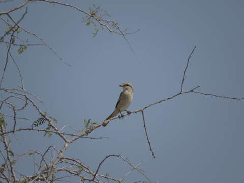 Lanius isabellinus isabellinus Hemprich & Ehrenberg 1833的圖片